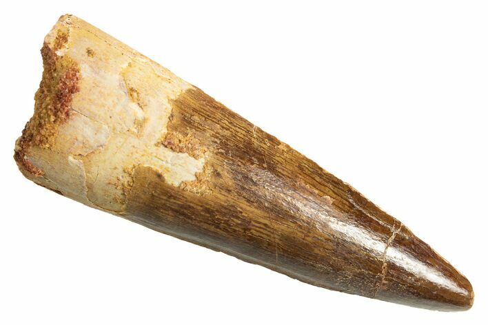 Fossil Spinosaurus Tooth - Real Dinosaur Tooth #344373